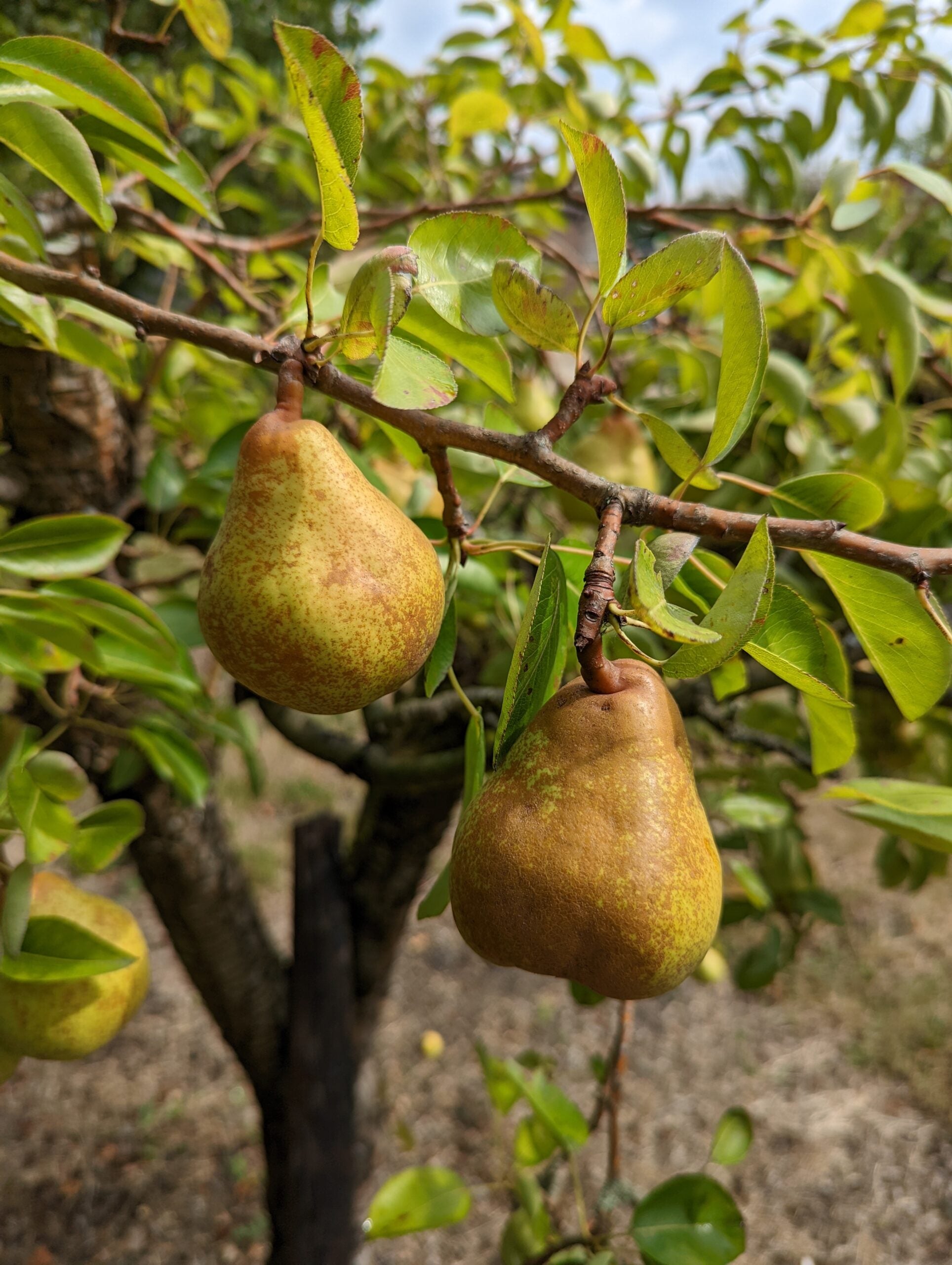 Organic English pear